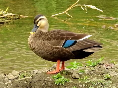 鴨 代表 品種|鴨（カモ）の種類と魅力｜カモは地味な野鳥ではな 